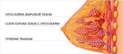 Строение железы
